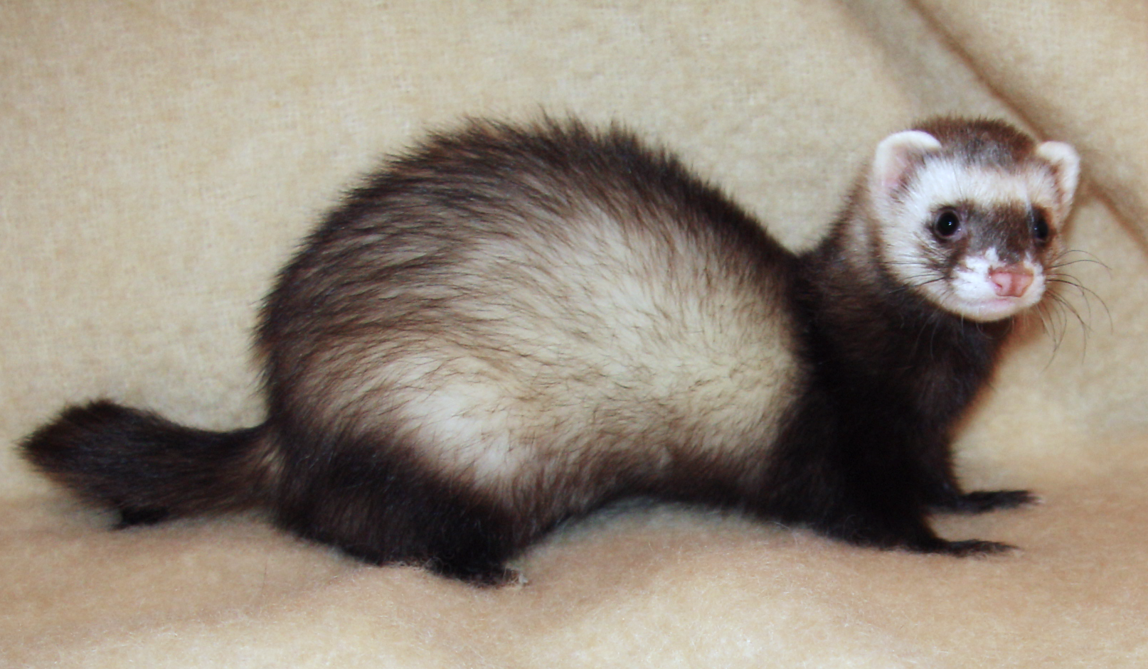 Ferret Adrenal Gland Disease | Harmony Animal Hospital