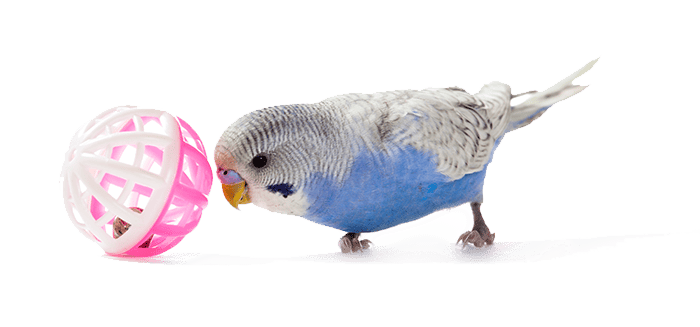 Bird Playing with Toy