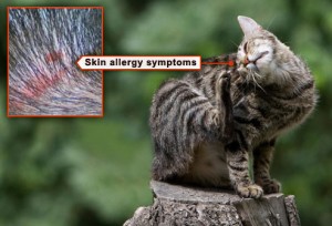 webmd_rm_photo_of_cat_scratching_flea_allergy_on_neck