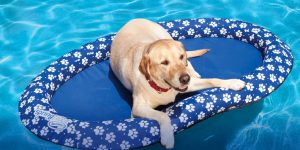 swcat_paddlepaws_lab